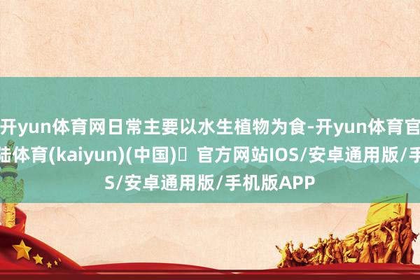 开yun体育网日常主要以水生植物为食-开yun体育官方网站登陆体育(kaiyun)(中国)❥官方网站IOS/安卓通用版/手机版APP